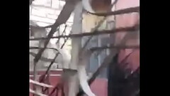 Verification video Thumb