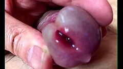 チンコプルプル Thumb